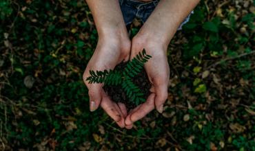 hands holding a seedling