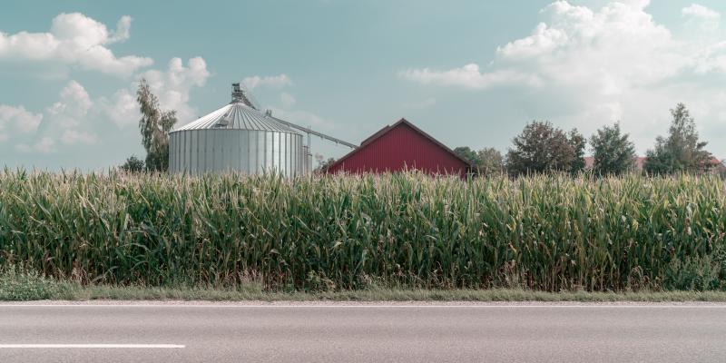 corn field